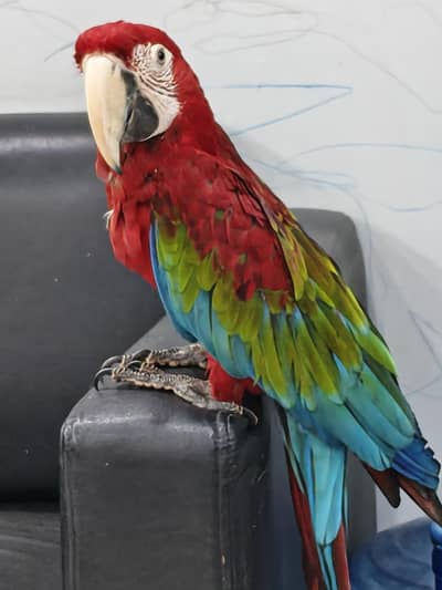 GREEN WING macaw TAME & talking