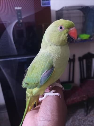 ringneack female