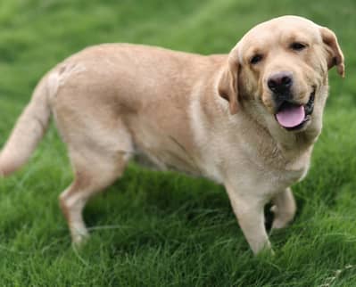 Labrador Dog For Sale