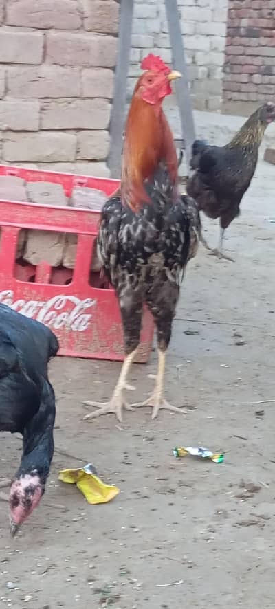 Aseel Breeding Pair For Sale