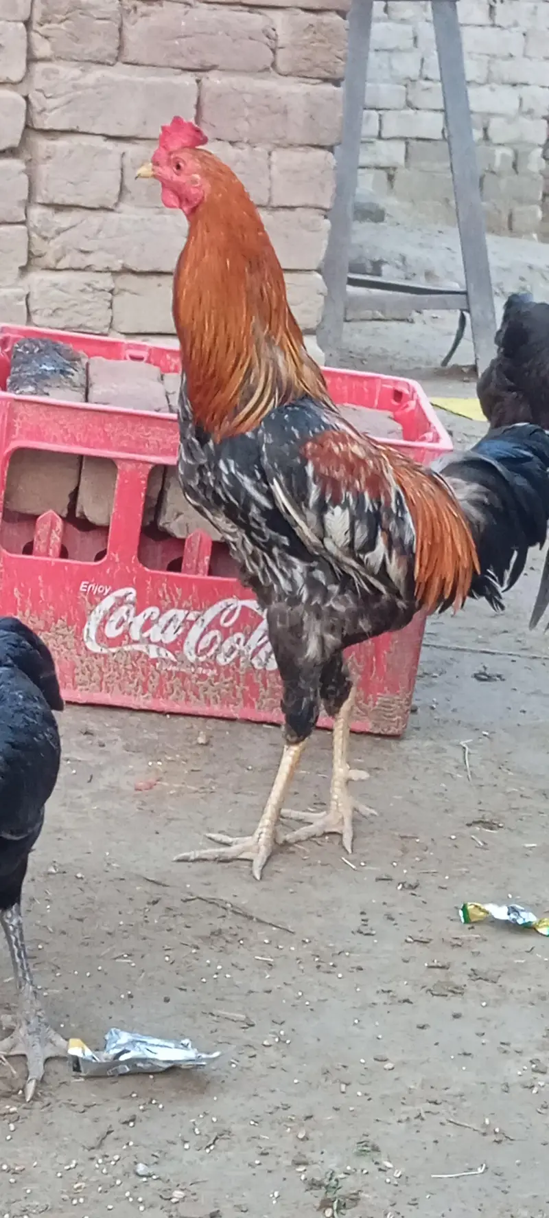 Aseel Breeding Pair For Sale — photo 2