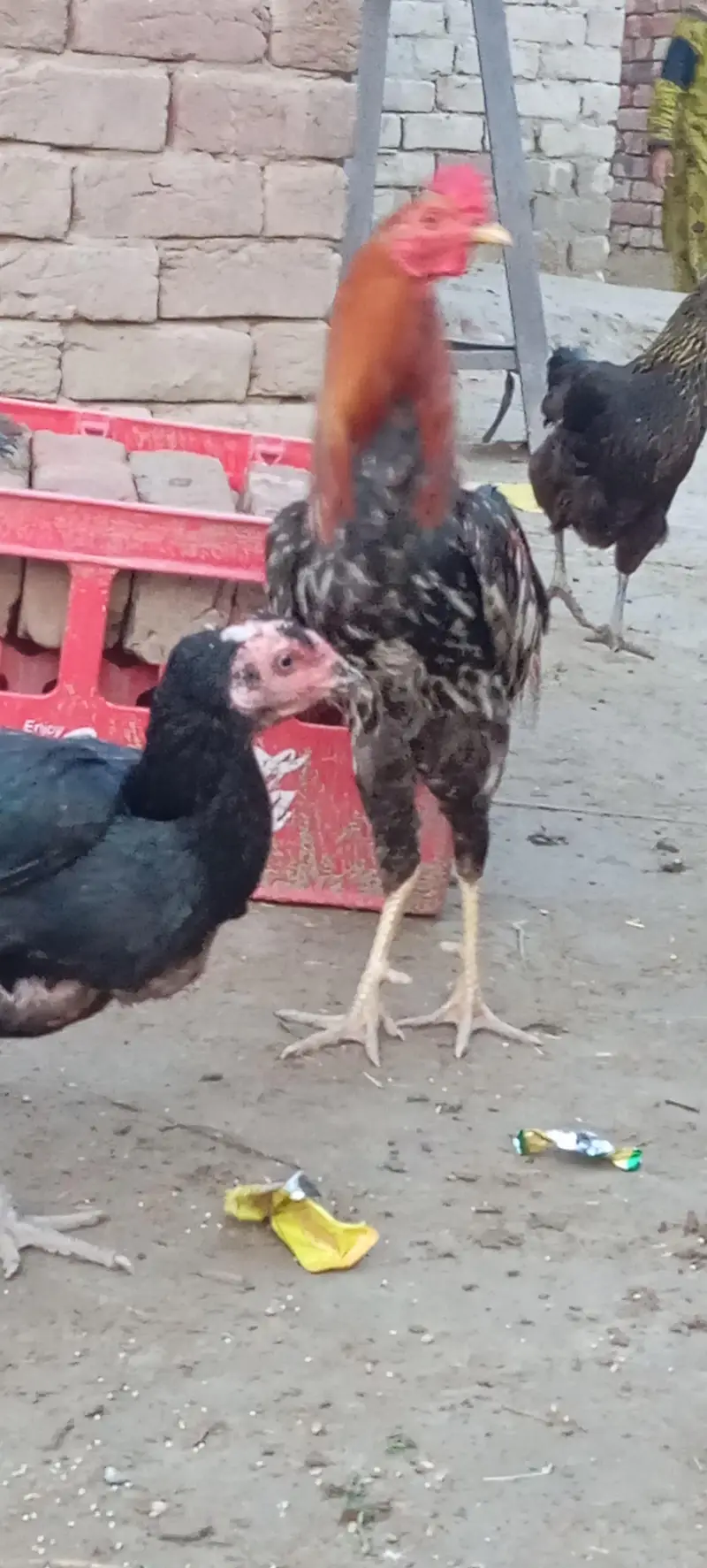 Aseel Breeding Pair For Sale — photo 3