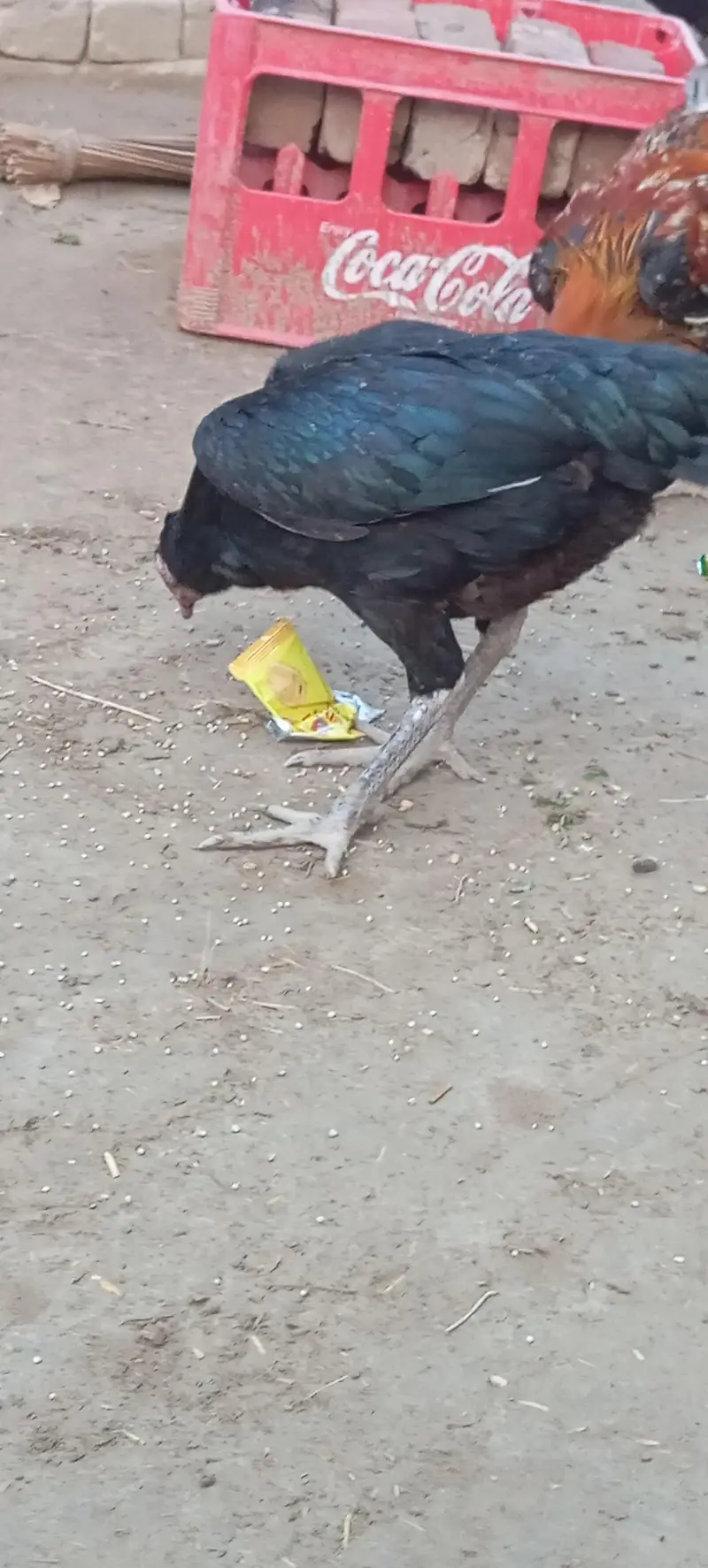 Aseel Breeding Pair For Sale — photo 4