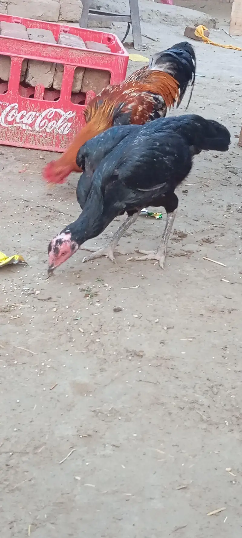 Aseel Breeding Pair For Sale — photo 5