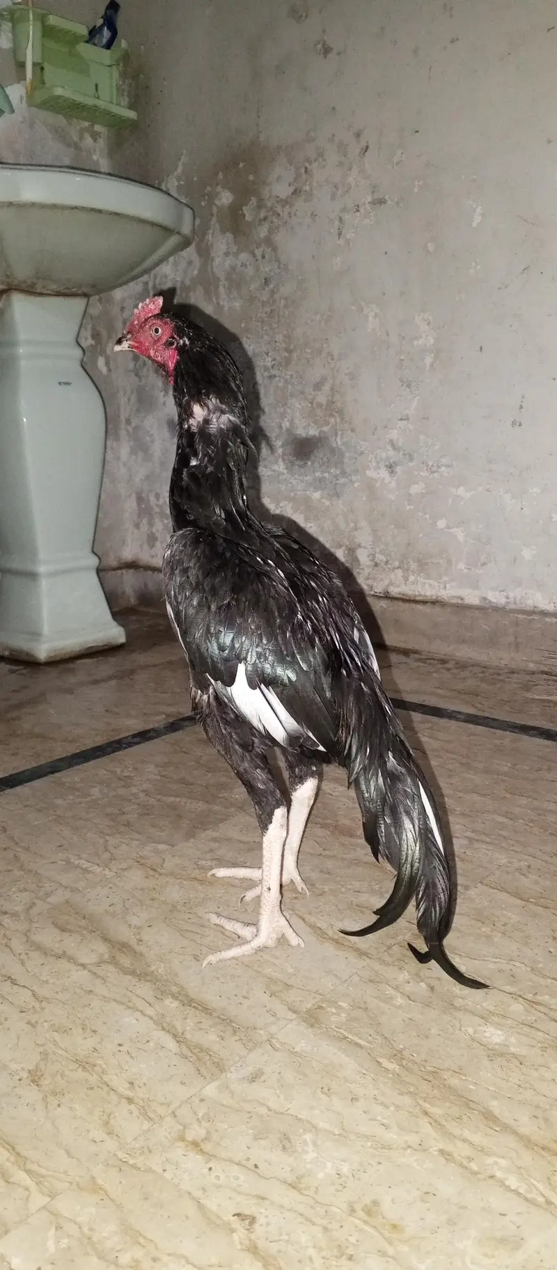 khobsurat aseel mushka phata — photo 4
