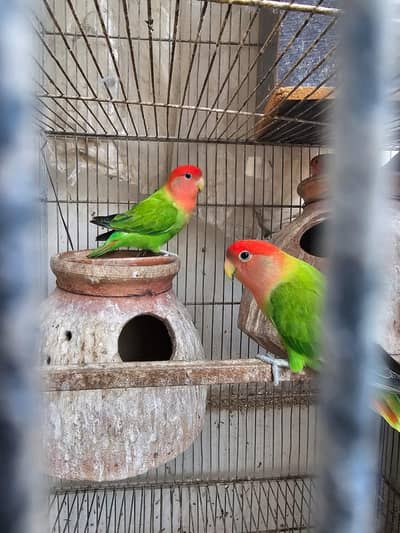 love birds  cocktail jawa Australian
