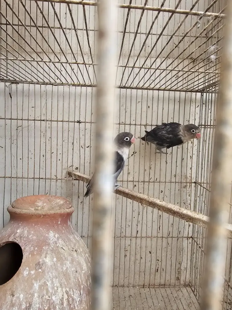 love birds  cocktail jawa Australian — photo 2