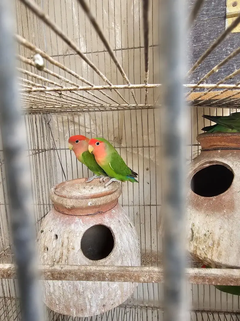 love birds  cocktail jawa Australian — photo 3