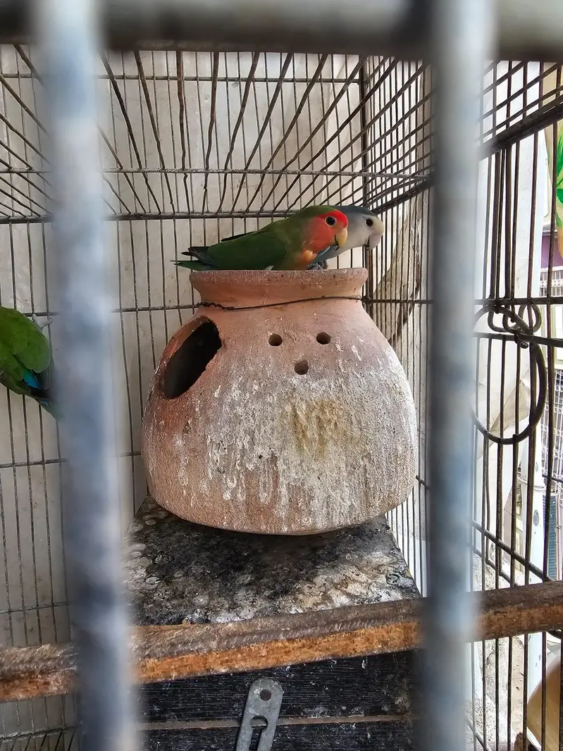 love birds  cocktail jawa Australian — photo 6