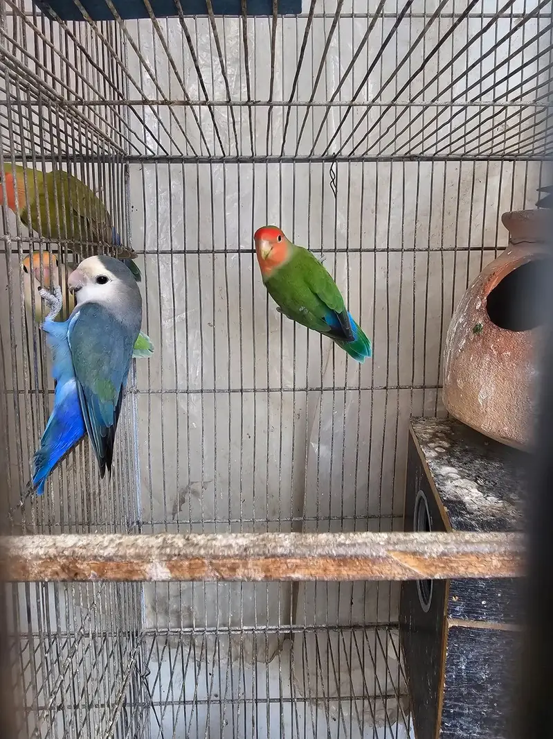 love birds  cocktail jawa Australian — photo 8