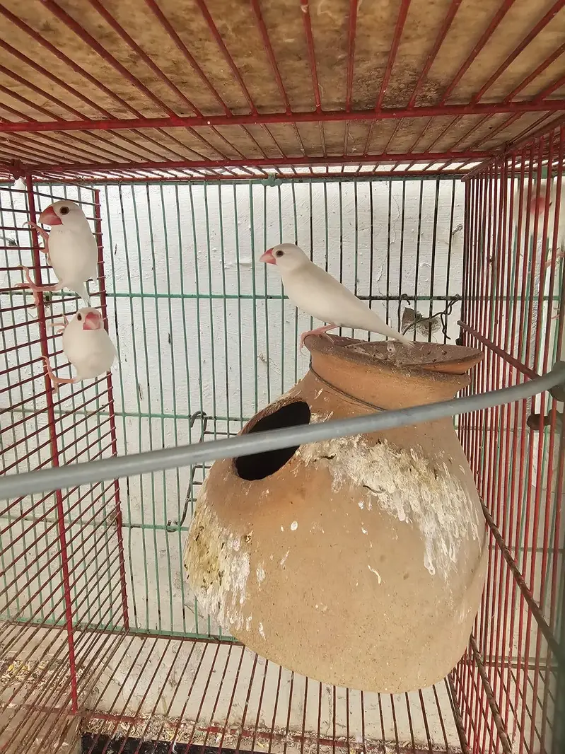 love birds  cocktail jawa Australian — photo 9