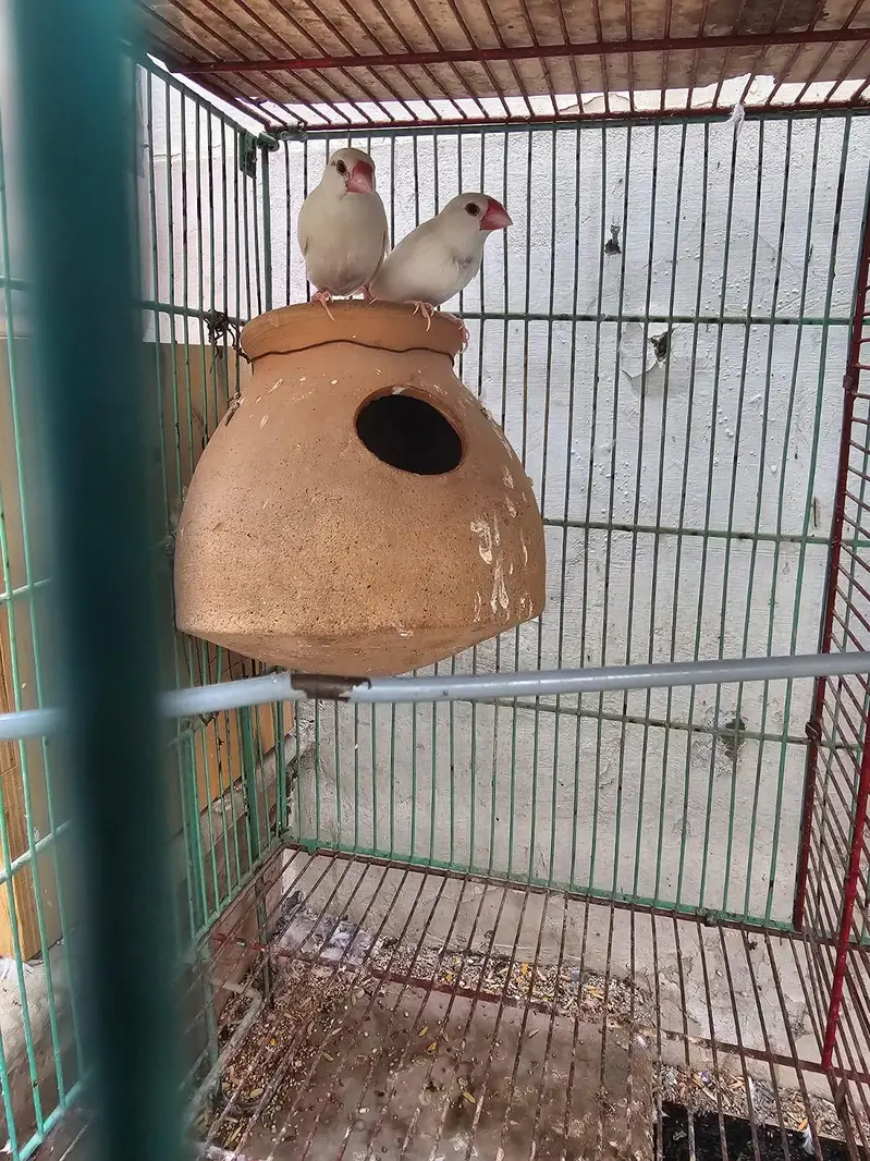 love birds  cocktail jawa Australian — photo 12