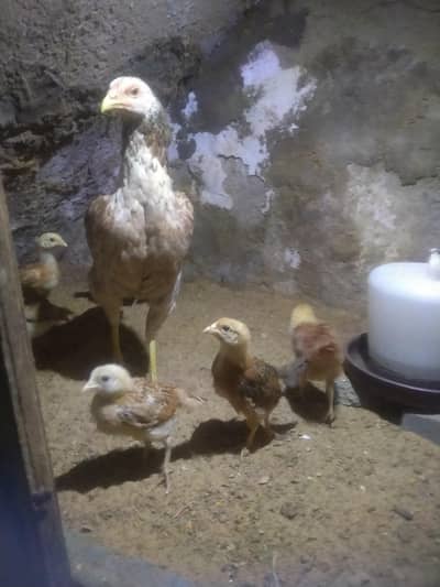 1 Femal 6 chicks
