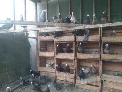 Breeder Mukhi pairs