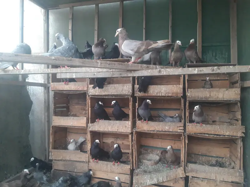 Breeder Mukhi pairs — photo 2