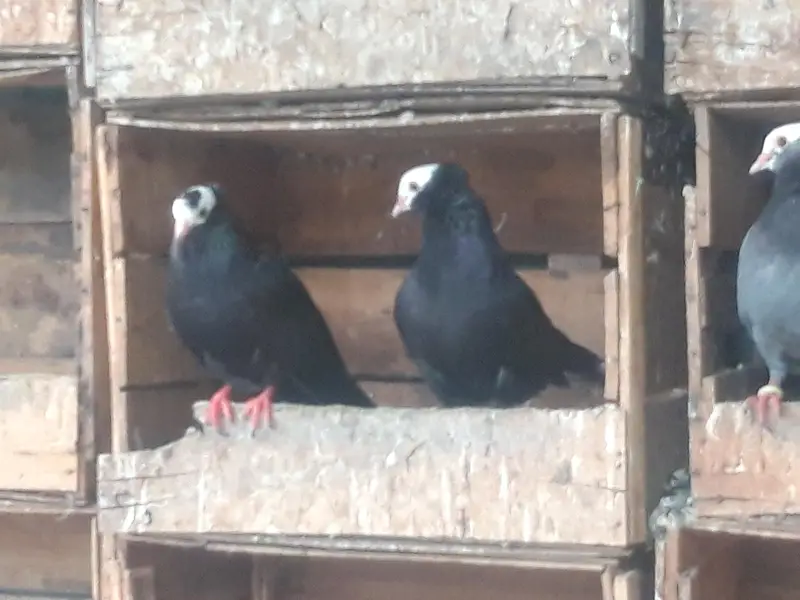 Breeder Mukhi pairs — photo 3