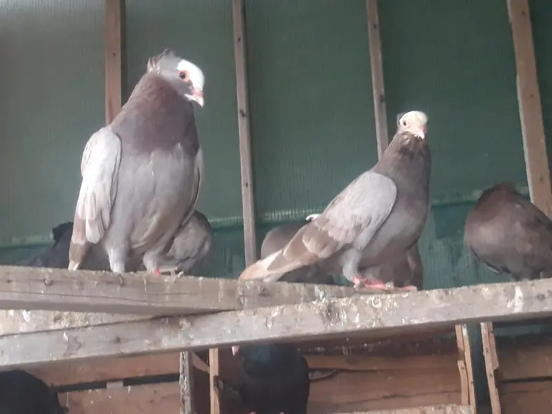 Breeder Mukhi pairs — photo 4