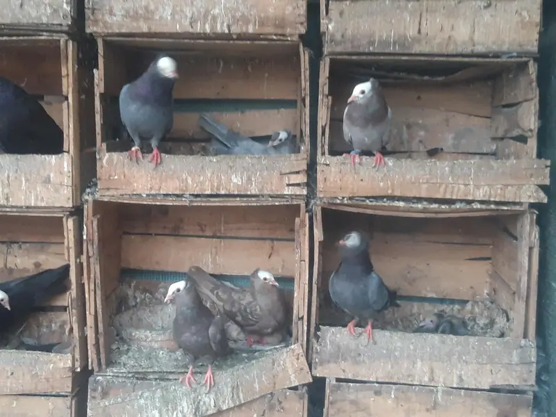 Breeder Mukhi pairs — photo 5