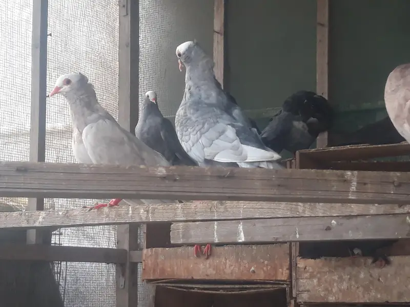Breeder Mukhi pairs — photo 6