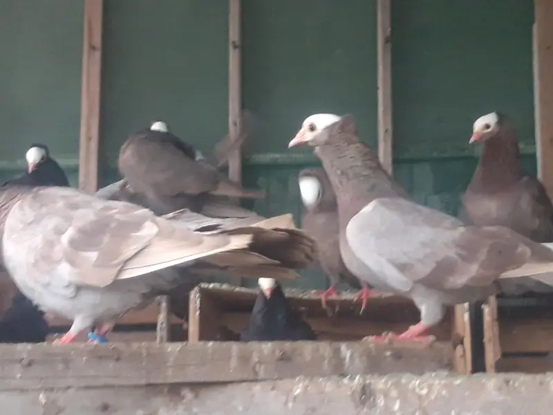 Breeder Mukhi pairs — photo 7