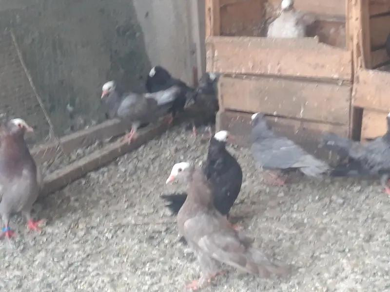 Breeder Mukhi pairs — photo 8