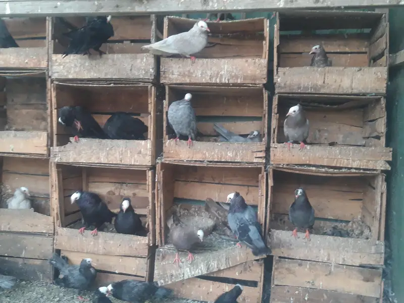 Breeder Mukhi pairs — photo 10