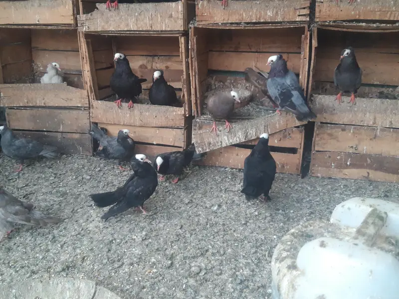 Breeder Mukhi pairs — photo 11