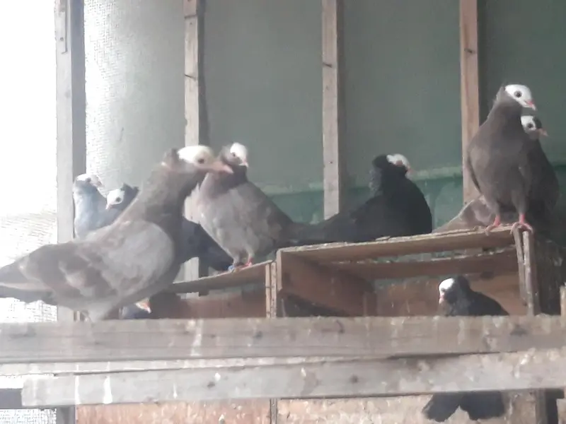 Breeder Mukhi pairs — photo 12