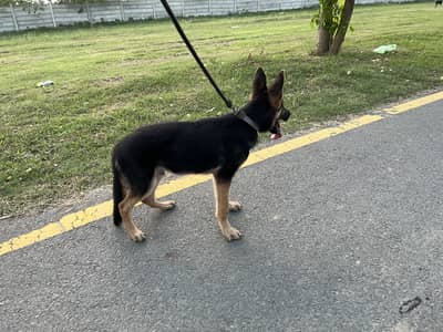 6 Months German Shepherd Puppy Double Coated