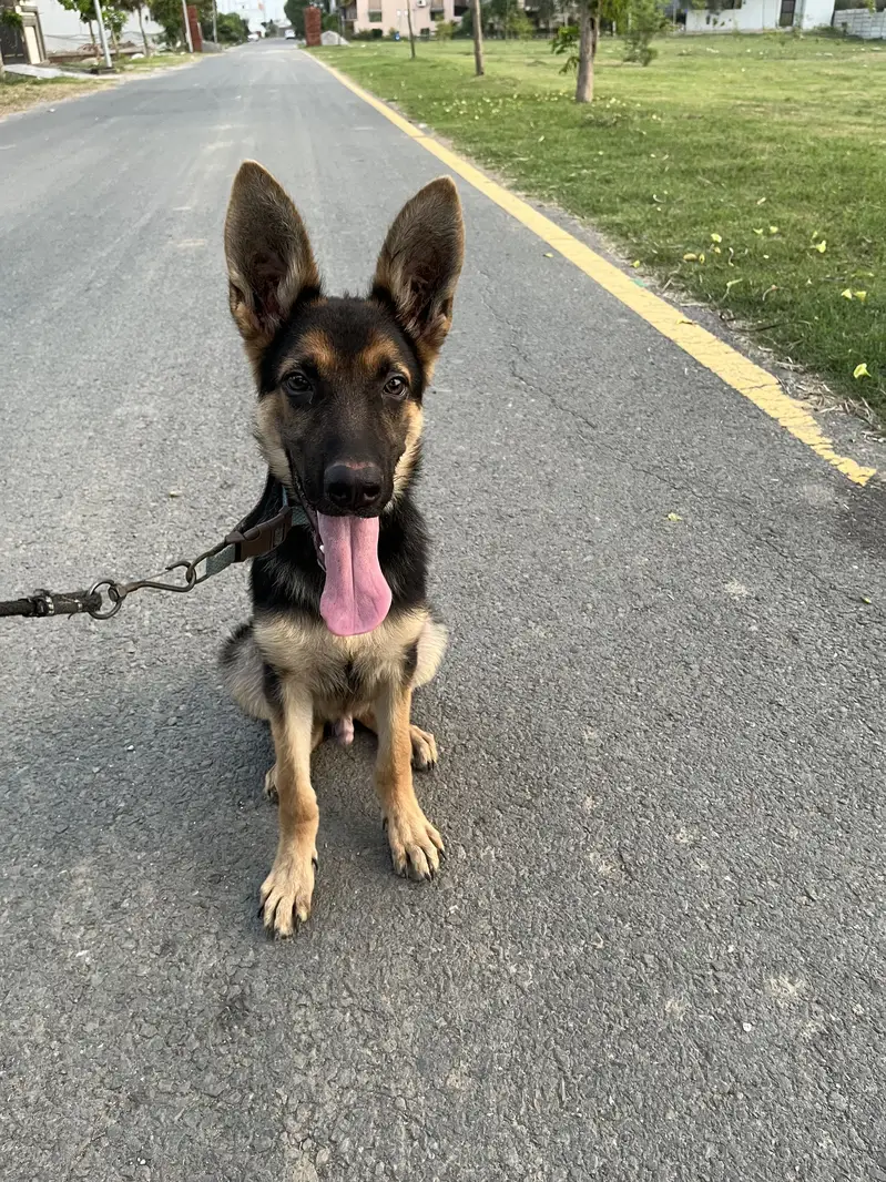 6 Months German Shepherd Puppy Double Coated — photo 2
