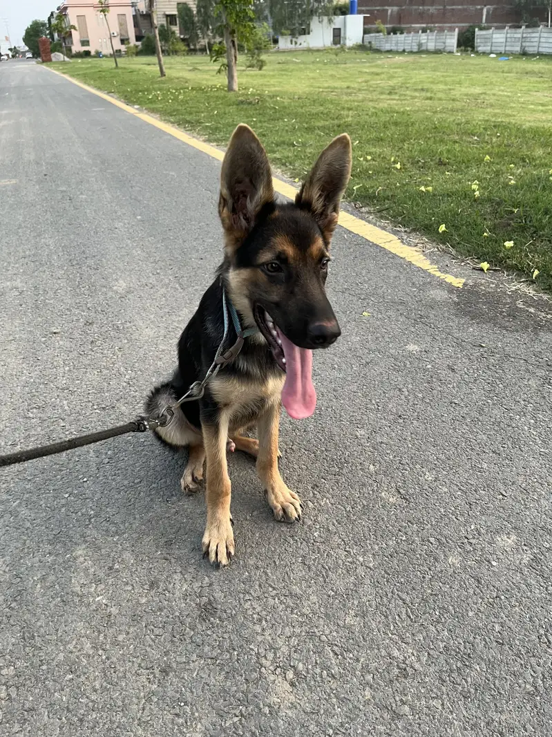6 Months German Shepherd Puppy Double Coated — photo 3