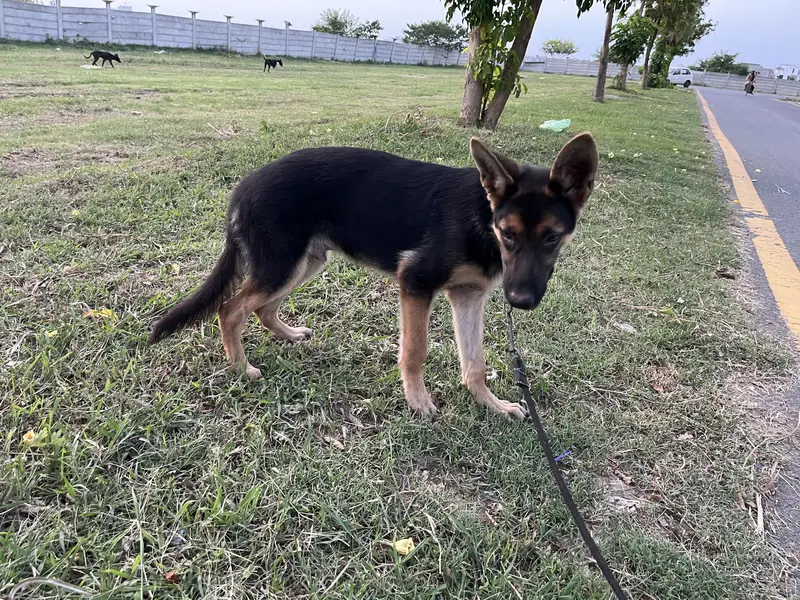 6 Months German Shepherd Puppy Double Coated — photo 4