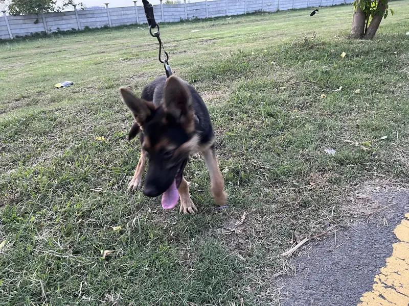 6 Months German Shepherd Puppy Double Coated — photo 5
