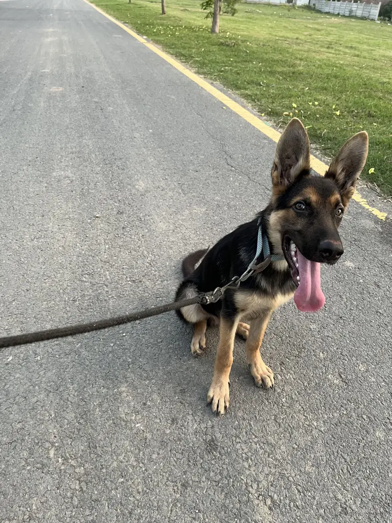6 Months German Shepherd Puppy Double Coated — photo 6
