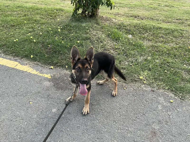 6 Months German Shepherd Puppy Double Coated — photo 7