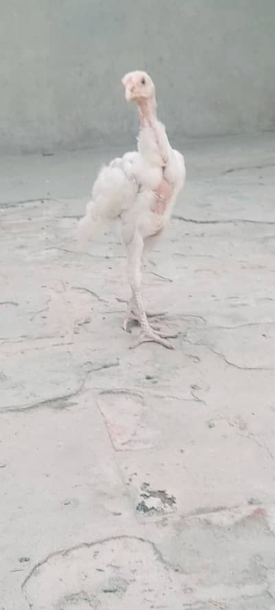 pure aseel hera chicks