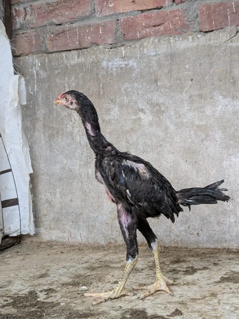 aseel chick top quality — photo 2