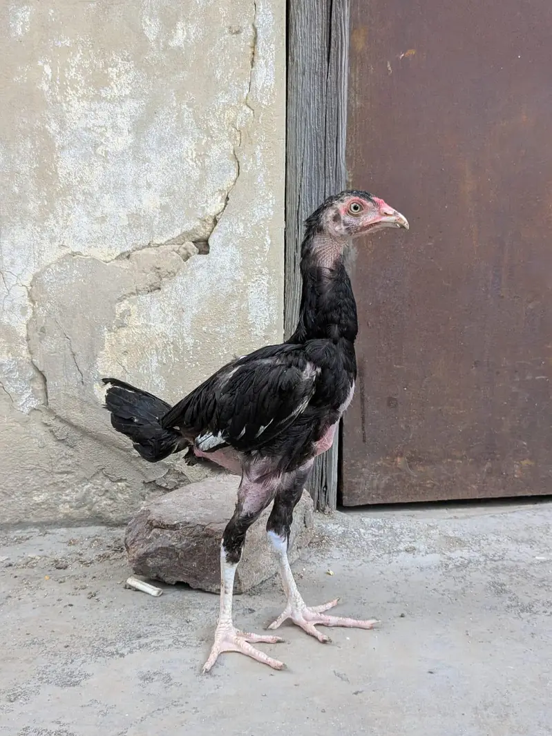 aseel chick top quality — photo 3