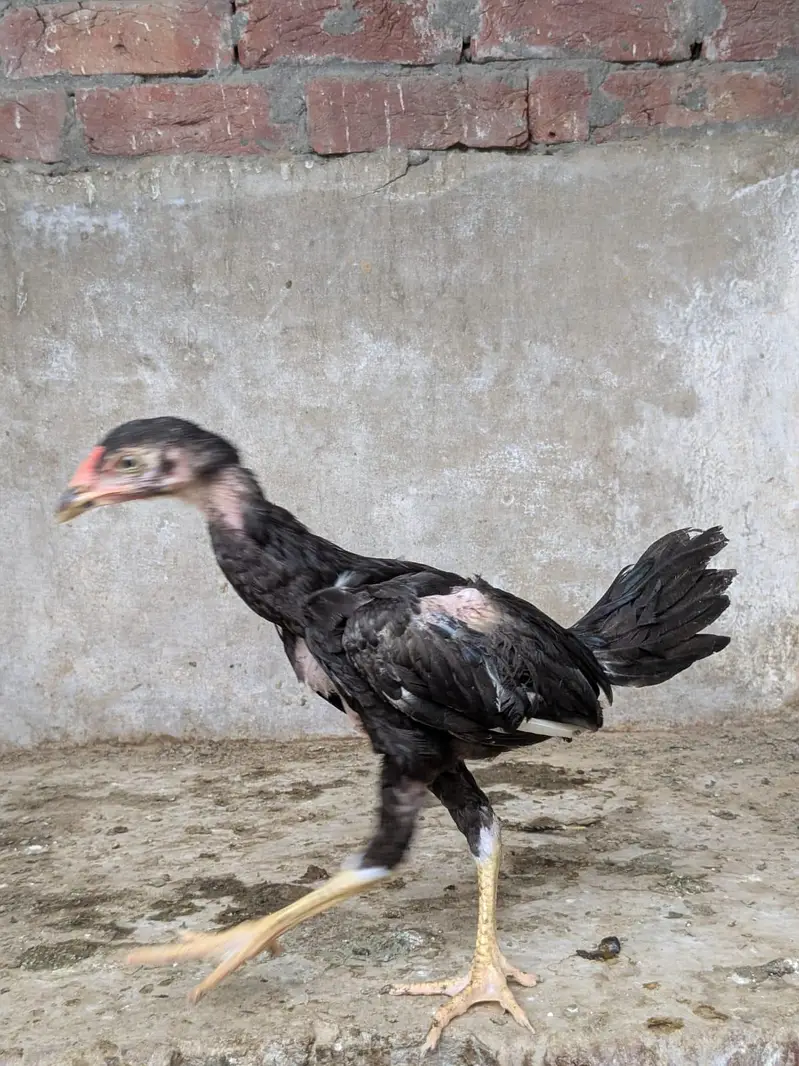 aseel chick top quality — photo 6