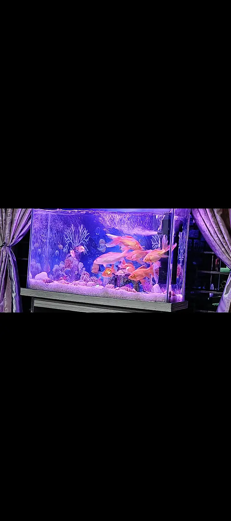 Fish  aqrium Bht Payara — photo 2