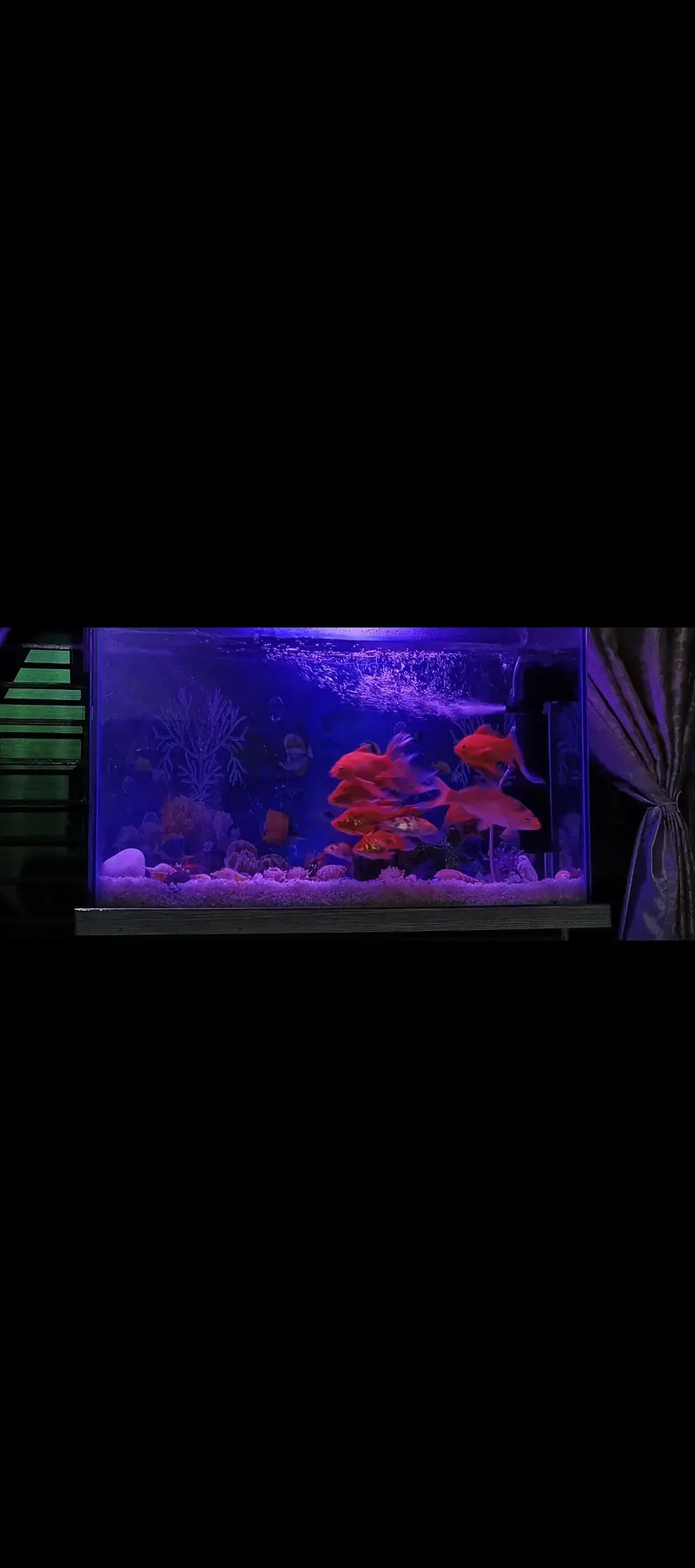 Fish  aqrium Bht Payara — photo 3