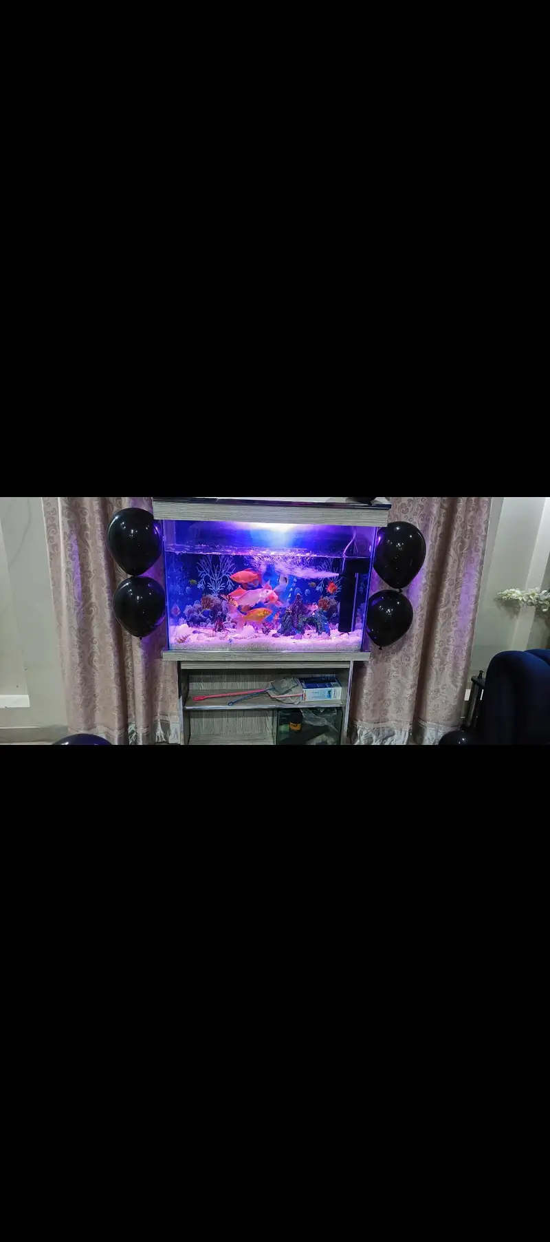 Fish  aqrium Bht Payara — photo 4
