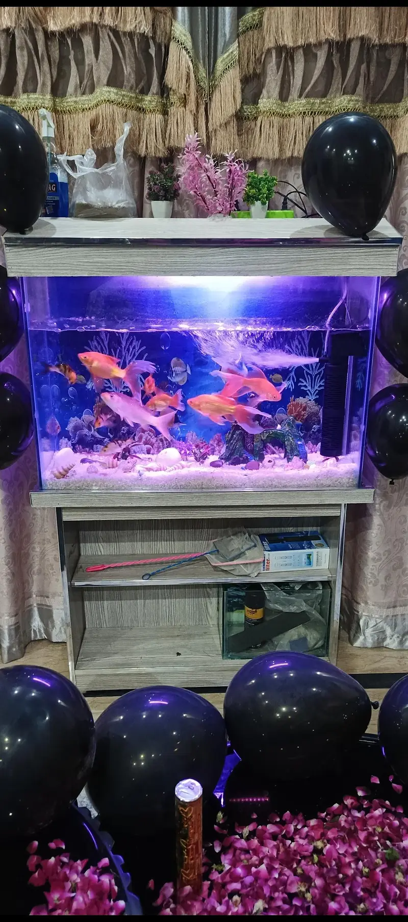 Fish  aqrium Bht Payara — photo 5