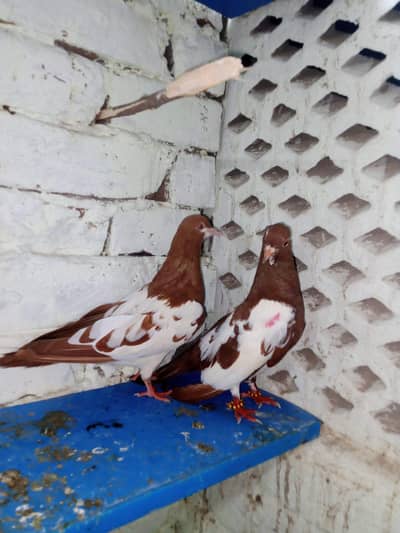 Lal Khal Guldar kalyara breeder pair