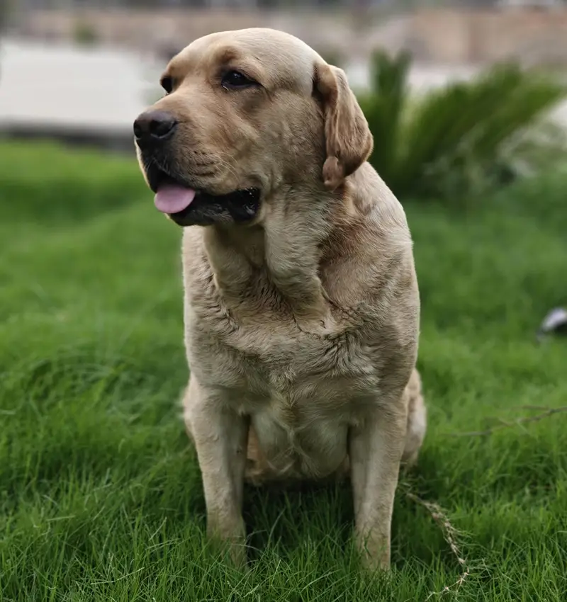 Labrador Dog For Sale — photo 2