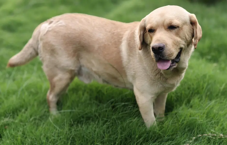 Labrador Dog For Sale — photo 3