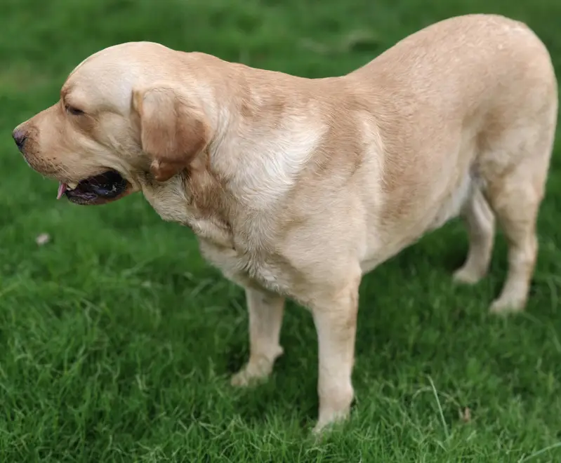 Labrador Dog For Sale — photo 4