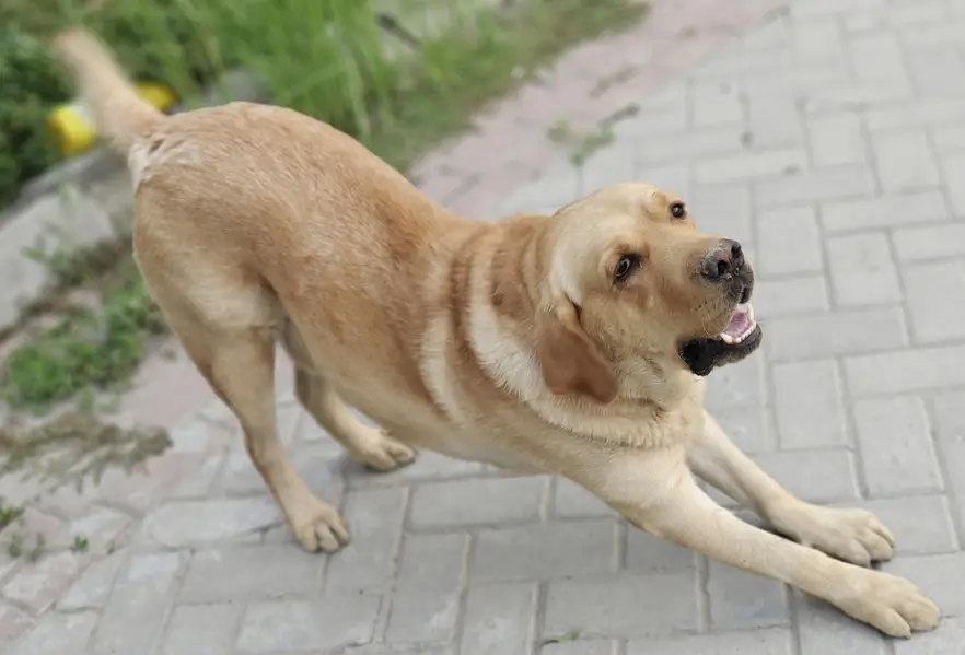Labrador Dog For Sale — photo 5