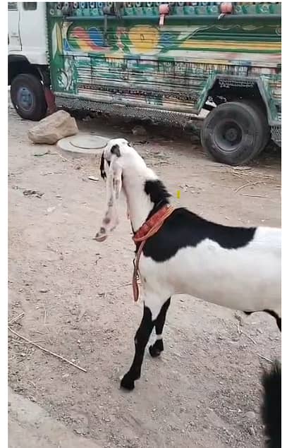 Pure Faisalabadi Bakra for Sale – 10 Months Old