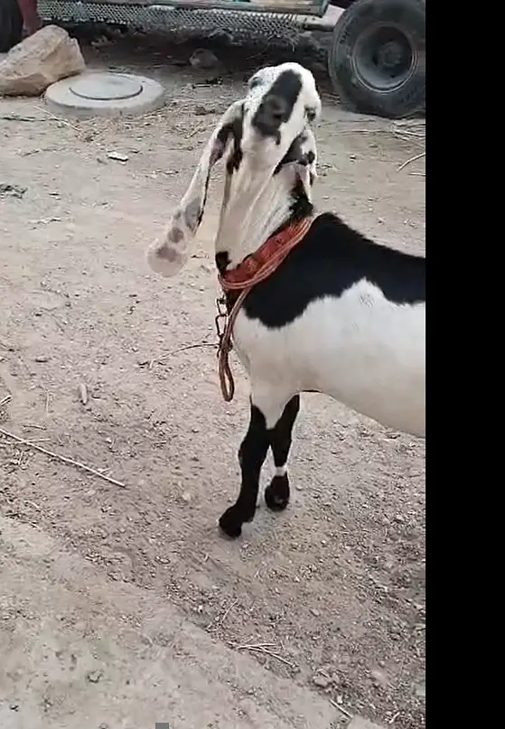 Pure Faisalabadi Bakra for Sale – 10 Months Old — photo 2